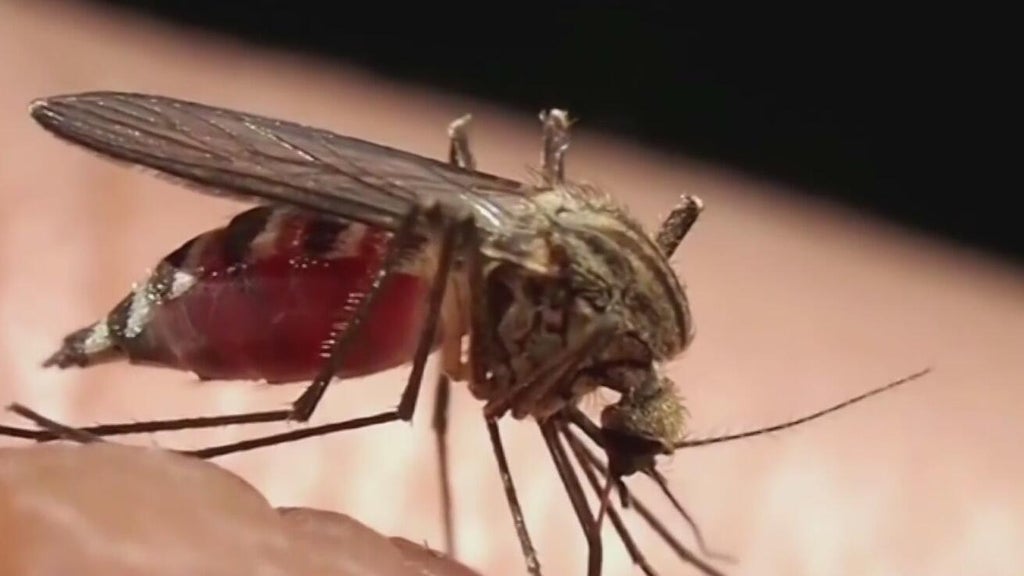 Miami-Dade begins annual campaign attempting to keep mosquitoes in check — CBS Miami, Aventura Community news