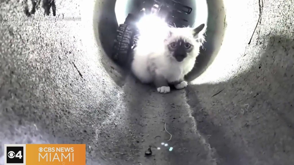 "R2-D2" robot rescues kitten trapped in Utah drain pipe — CBS Miami, Aventura Community news