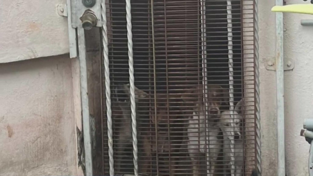 Miami Beach man arrested after 19 dogs, elderly woman found living in deplorable conditions, police say — Aventura Real Estate news