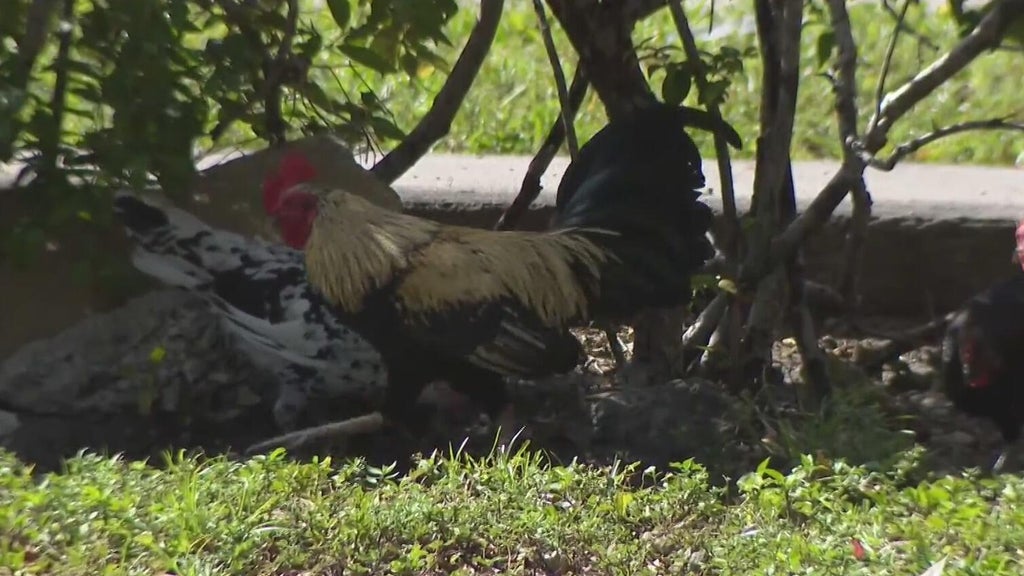Hialeah doctor alarmed, calling for investigation after dead chickens found outside medical office building — Aventura Real Estate news