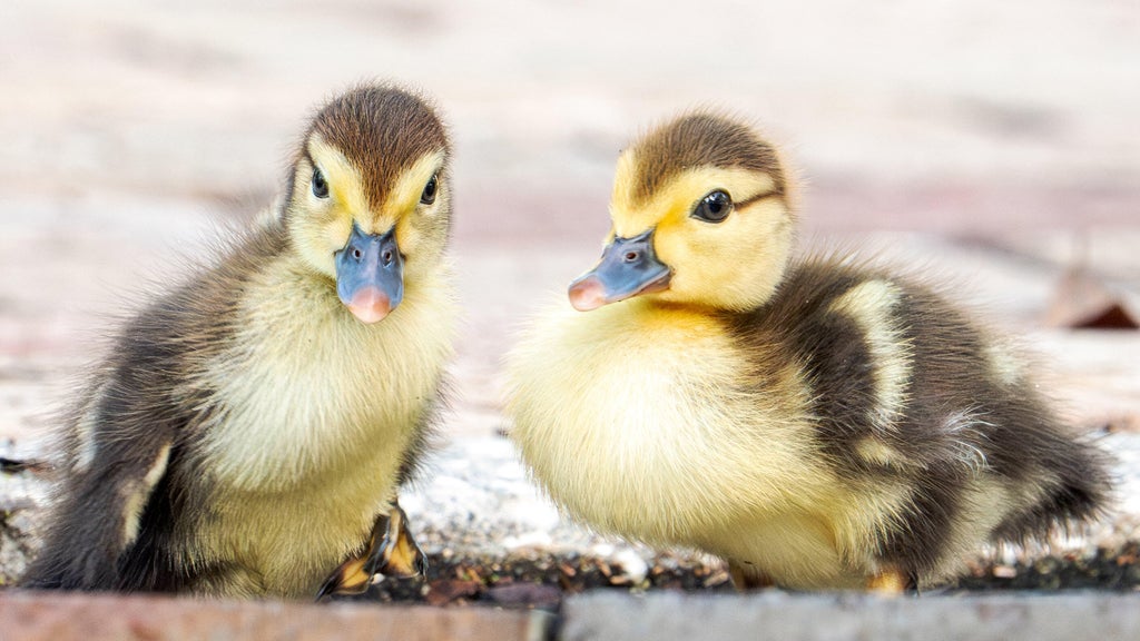 Florida woman intentionally ran over, killed 11 ducklings for making "mess in her yard," sheriff's office says — CBS Miami, Aventura Community news
