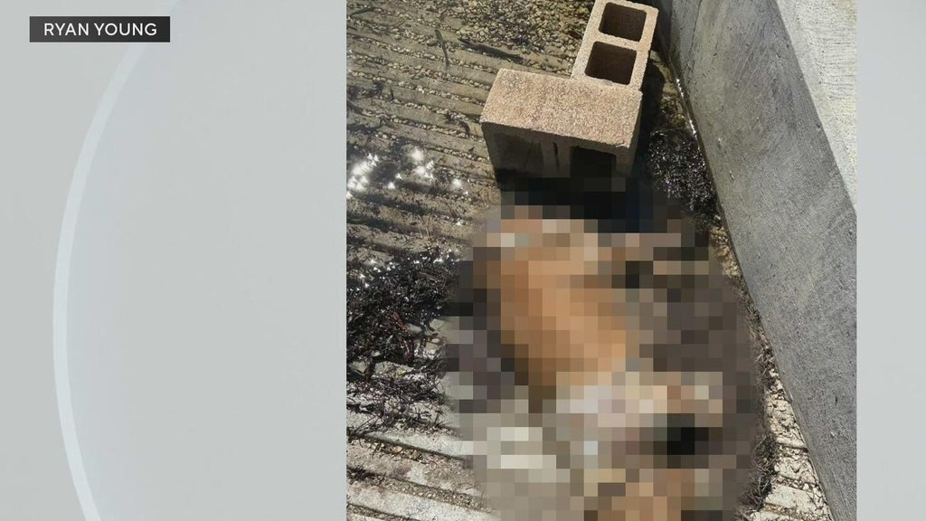 Miami police investigate after dog found dead underwater, tied to cinder blocks off Coconut Grove — CBS Miami, Aventura Government news