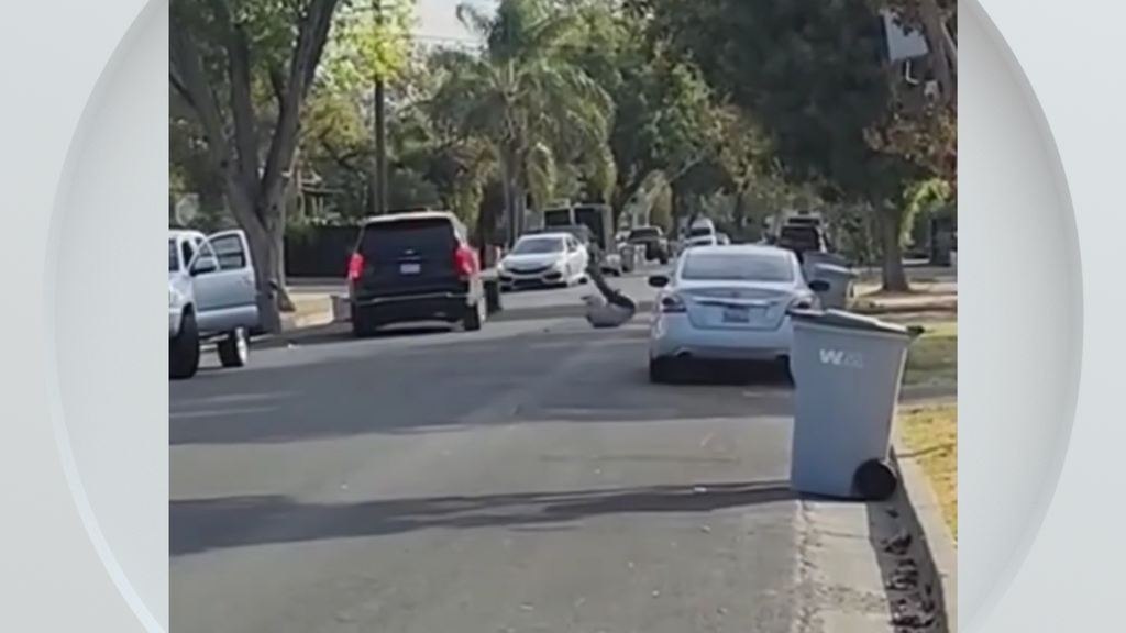 Federal immigration vehicle hits pedestrian in Woodland, police say — CBS Bay Area (KPIX), Aventura Health news