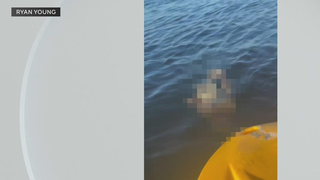 Police investigate after a dog was found underwater tied to cinder blocks in Miami — CBS Miami, Aventura Government news