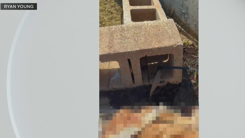Outrage grows after dog found dead underwater tied to cinder blocks in Miami — CBS Miami, Aventura Government news