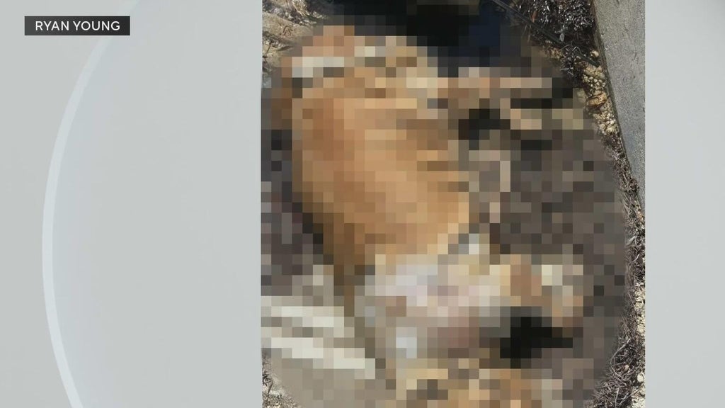 Dog owners react to dead dog found tied to cinder blocks underwater on Coconut Grove marina — CBS Miami, Aventura Community news