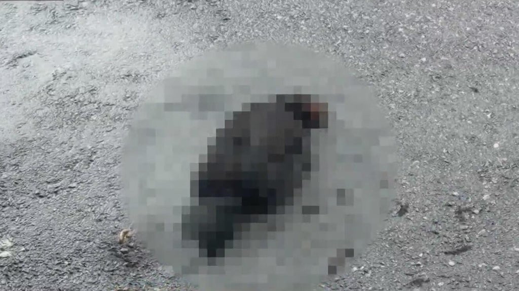 Hialeah doctor reports six dead chickens outside medical office building; cause is unknown — Aventura Health news