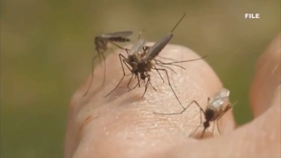 Health officials confirm case of dengue fever in Miami-Dade — WSVN 7 Miami-Dade