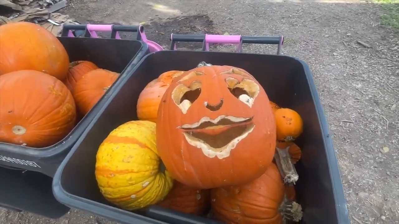 M-DCPS partnering with Fertile Earth for 2nd Annual Pumpkin Smash — WSVN 7 Miami-Dade, Aventura Schools news