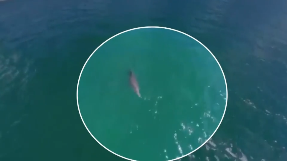 Dolphin tangled in net freed by police after being spotted by good Samaritans in North Bay Village — Aventura Sports news