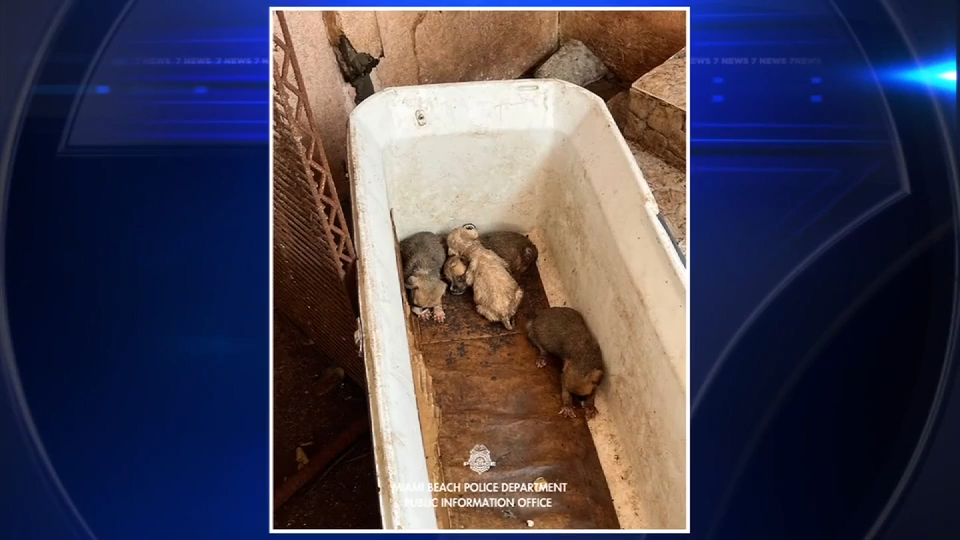 19 dogs living in unsanitary conditions recovered after welfare check in Miami Beach; 1 arrested — Aventura Health news