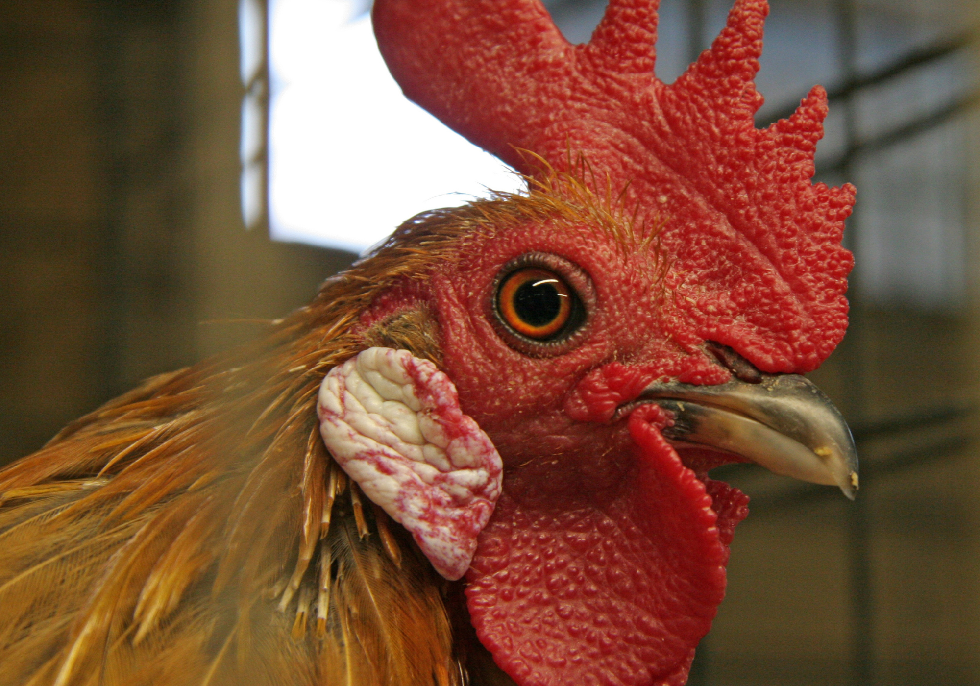 Miami-Dade rescues, then kills, thousands of roosters from alleged cockfighting ring — Miami New Times