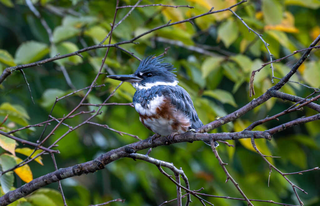 Today* in Hawks*** Around Town – Kingfisher in Rock Creek Park — PoPville DC